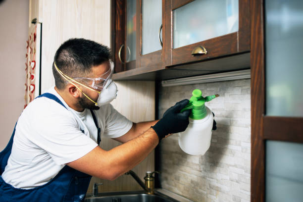 Best Termite Control Services  in Ronan, MT