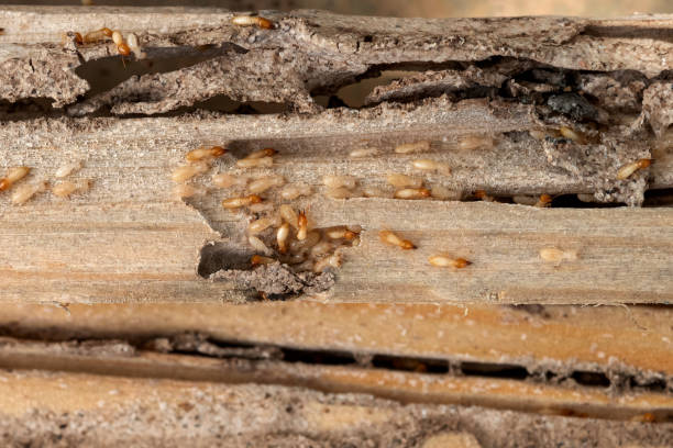 Best Exterminator Services  in Ronan, MT